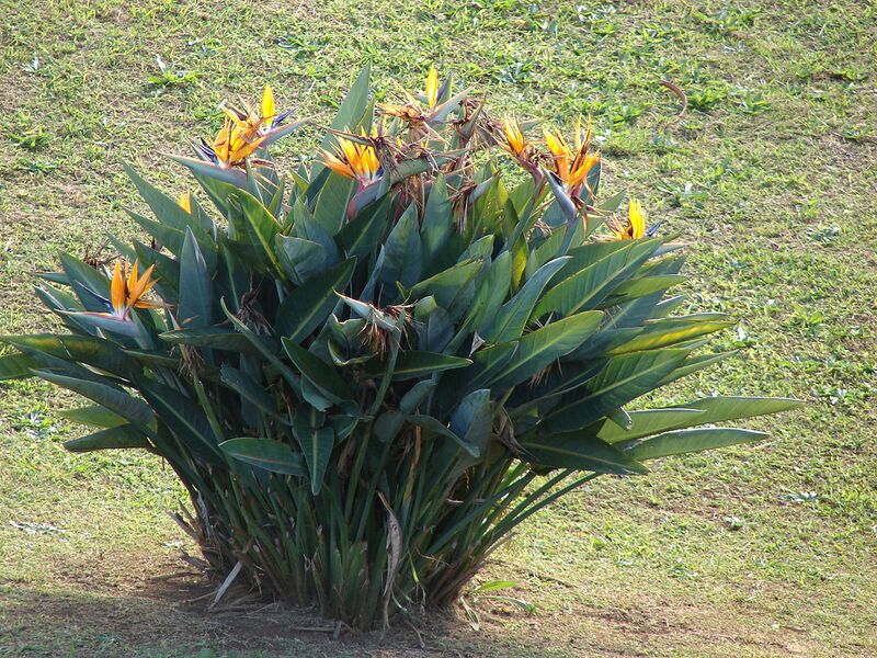 File:1280px-Starr 061224-2882 Strelitzia reginae.jpg