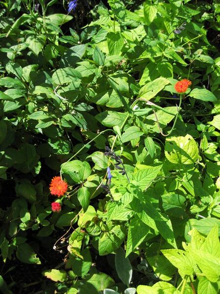 File:576px-IMG 0158 nybg09.jpg