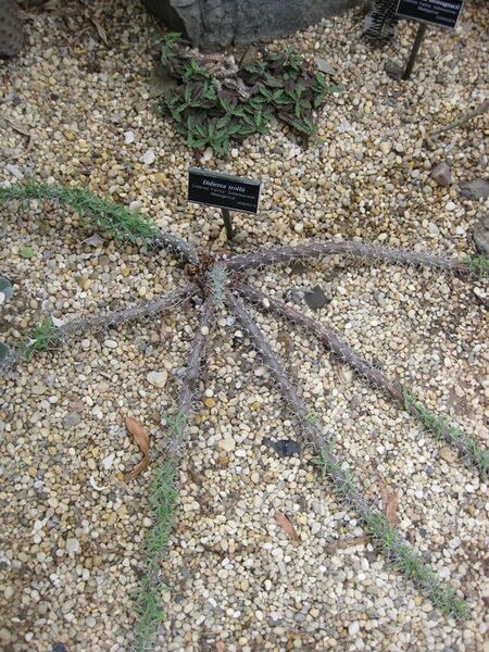 File:576px-IMG 1252 bbg09.jpg