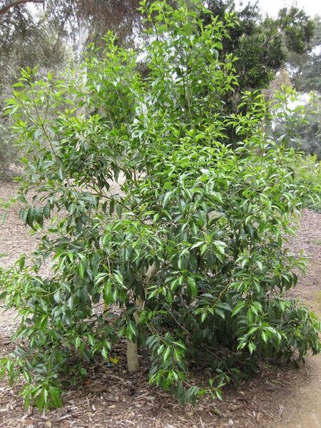 File:576px-IMG 4708 hunt0904.jpg