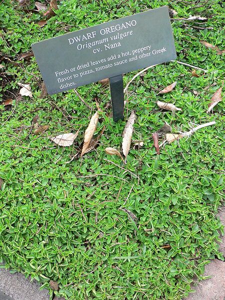 File:576px-Origanum vulgare.jpg