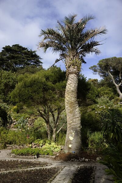 File:682px-Butia capitata, Tresco.JPG