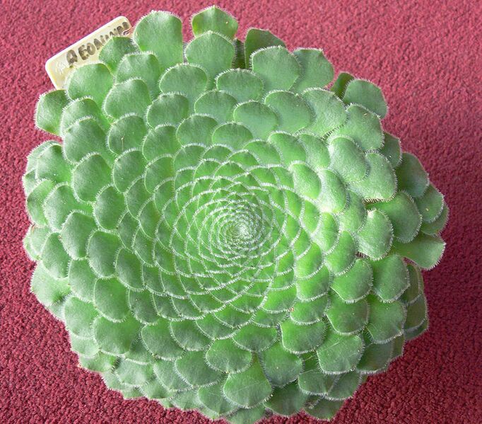 File:874px-Aeonium tabuliforium 2.jpg