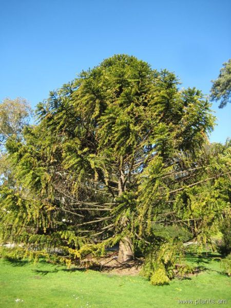 File:Araucaria bidwillii-bunya-bunya-IMG 6964 sfbg0308.jpg