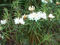 Rhododendron tomentosum (Ledum palustre)