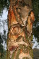 A gnarled Silver Birch bark