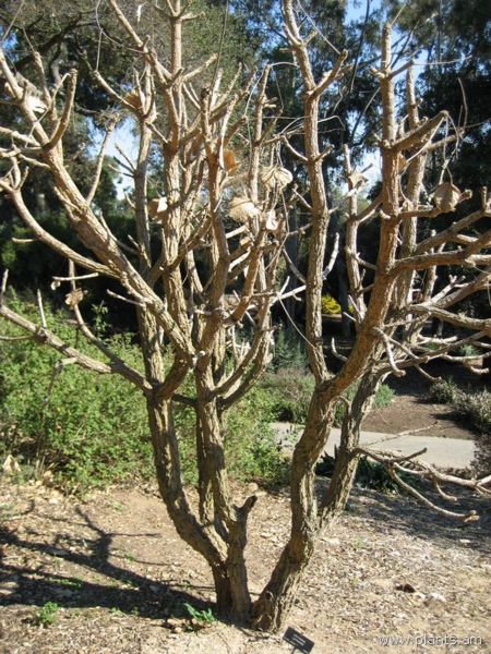 File:Erythrina latissima-IMG 0811 hunt07.jpg