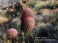 Thumbnail for version as of 22:09, 9 October 2008