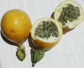 Passiflora ligularis fruit