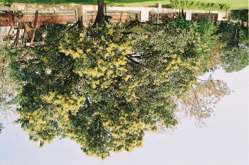 File:Mango blossoms.jpg