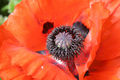 Closeup of a poppy flower in private garden Derbyshire UK May 2007 (Derbyshire), England.