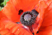 Closeup of a poppy flower in private garden, Derbyshire, England, UK, May 2007.