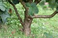 Trunk at Kolkata, West Bengal, India