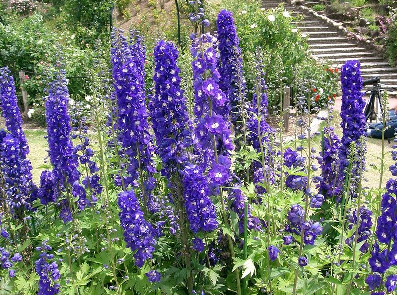 File:1024px-Delphinium cv3.jpg