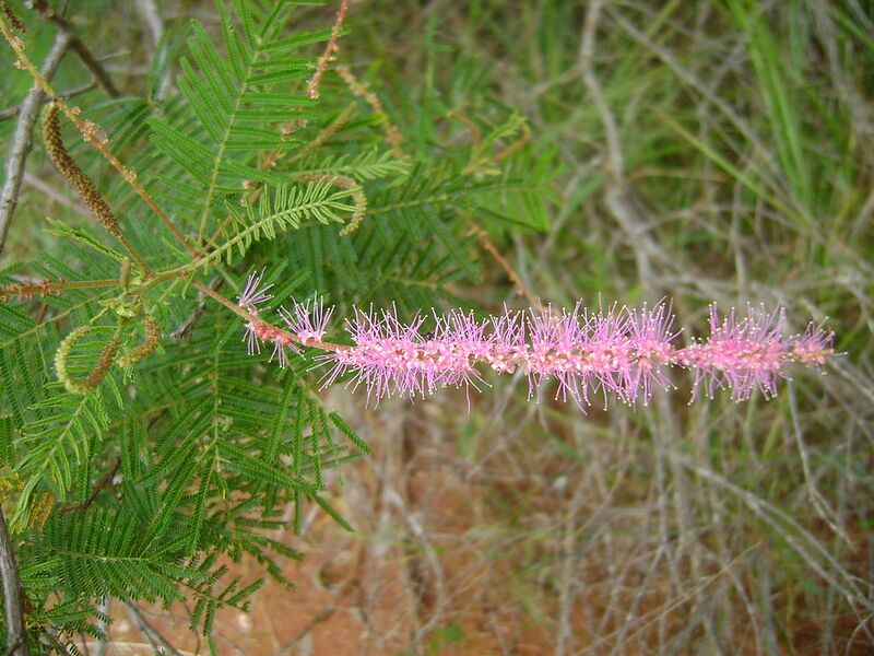 File:1024px-Mimosa verrucosa01.jpg