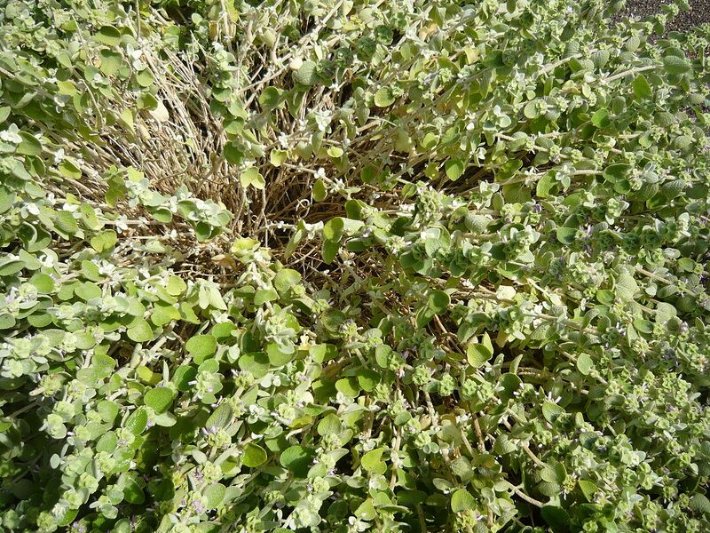 File:1280px-Ballota acetabulosa 2.JPG