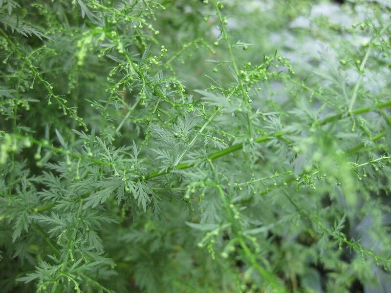 File:1280px-IMG 0728 bbg09.jpg