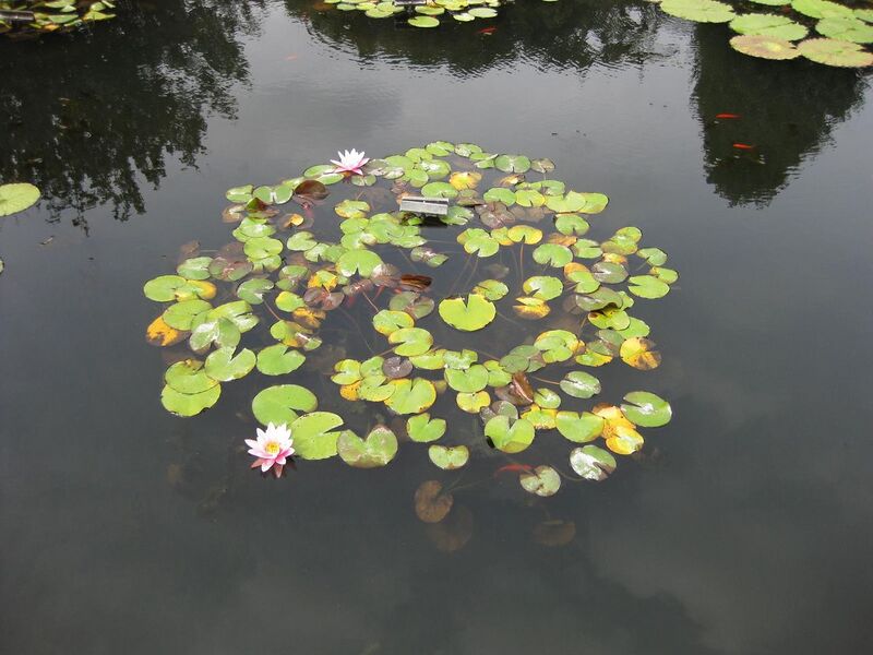 File:1280px-IMG 0755 bbg09.jpg