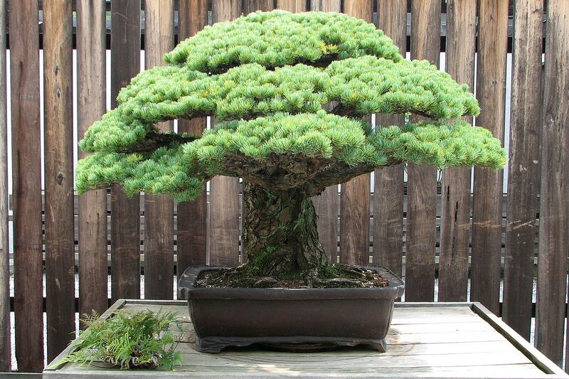File:1280px-Japanese White Pine, 1625-2007.jpg