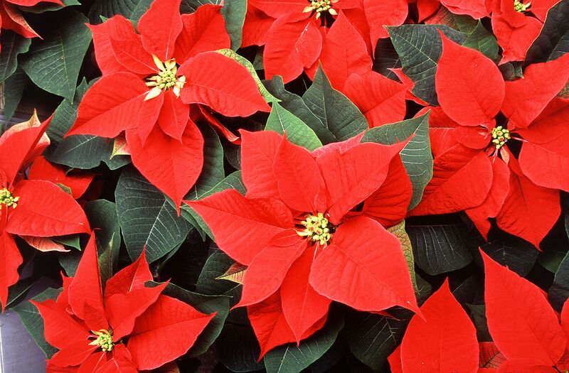 File:1280px-Poinsettia 2.jpg