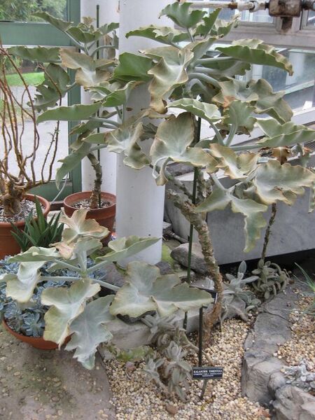 File:576px-IMG 1254 bbg09.jpg