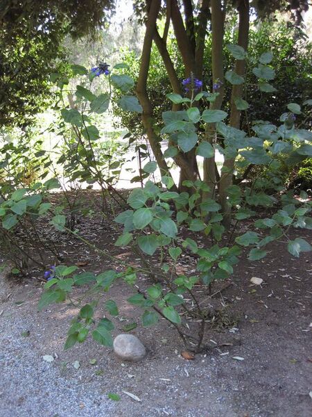 File:576px-IMG 1990 hunt09oct.jpg