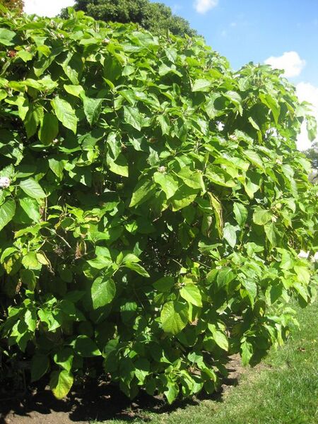 File:576px-IMG 1998 hunt0903.jpg