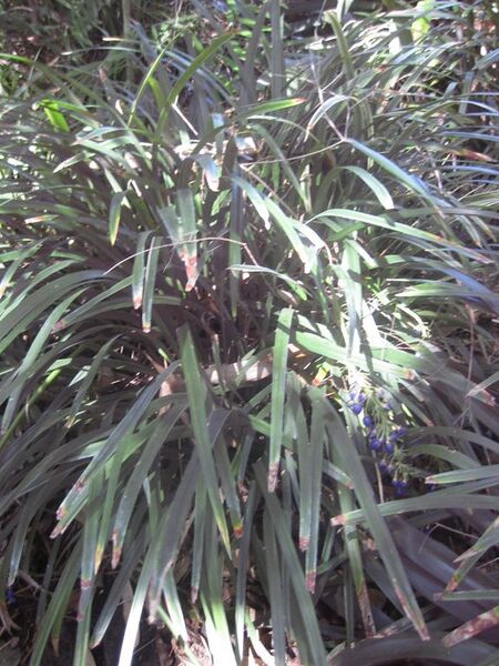 File:576px-IMG 2047 hunt0903.jpg