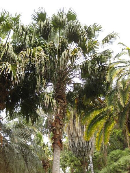 File:576px-IMG 3897 hunt0904.jpg