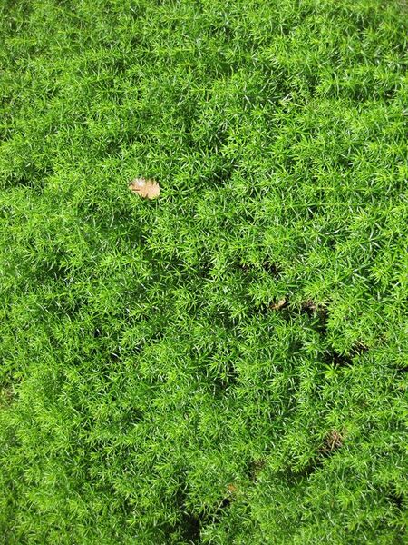 File:576px-IMG 7640 hunt09jun.jpg