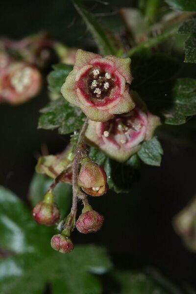 File:682px-Ribes lacustre 5258.JPG