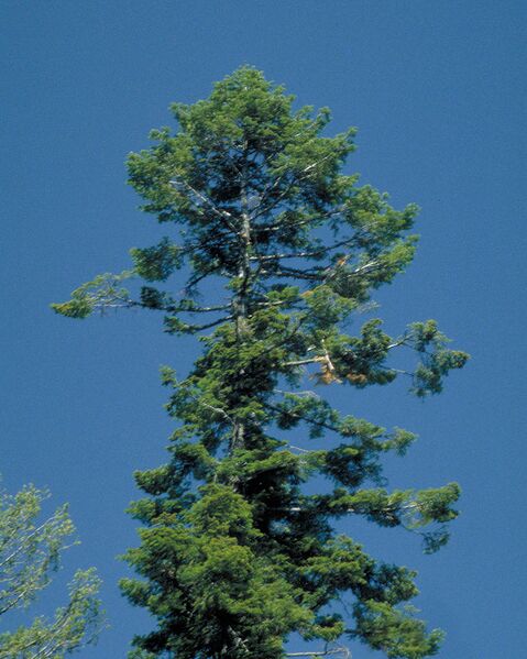 File:818px-Abies grandis crownoldtree.jpg