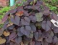 An ornamental sweet potato of the "Ace of Spades" cultivar]