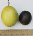 Yellow and purple passion fruits, side by side