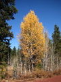 P. tremuloides (Quaking Aspen), Klamath Basin National Wildlife Refuges Complex