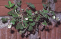 Thumbnail for version as of 10:31, 29 August 2007