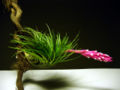Thumbnail for version as of 10:10, 29 April 2025