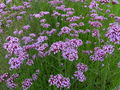 Thumbnail for version as of 13:45, 10 September 2007