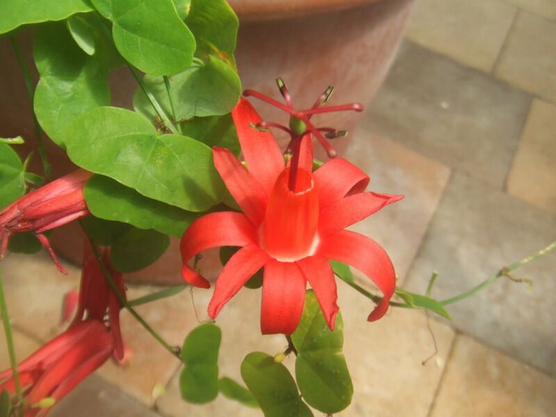 File:1024px-Passiflora murucuja2.jpg