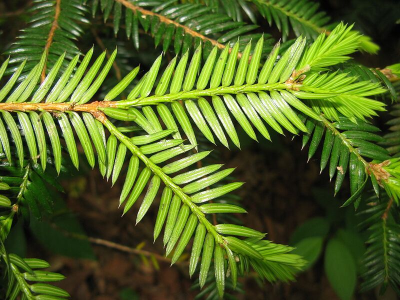 File:1024px-Torreya nucifera var. radicans 2.JPG