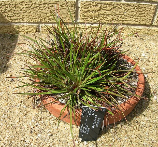 File:1099px-Stylidium graminifolium cultivation flickr.jpg