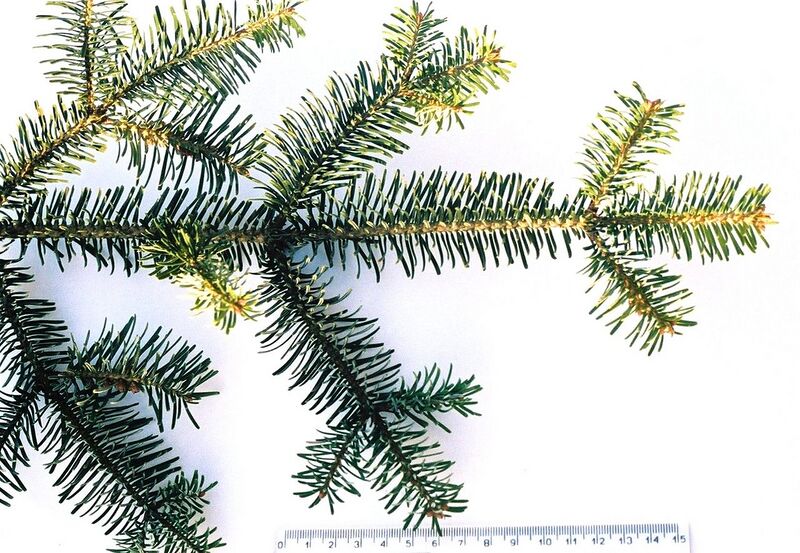 File:1280px-Abies alba 01.jpg
