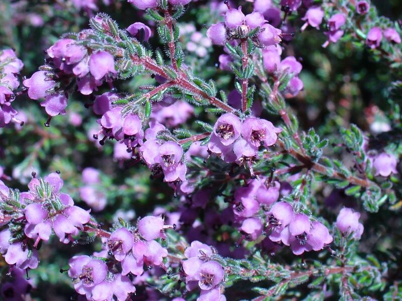File:1280px-Erica turgida.JPG