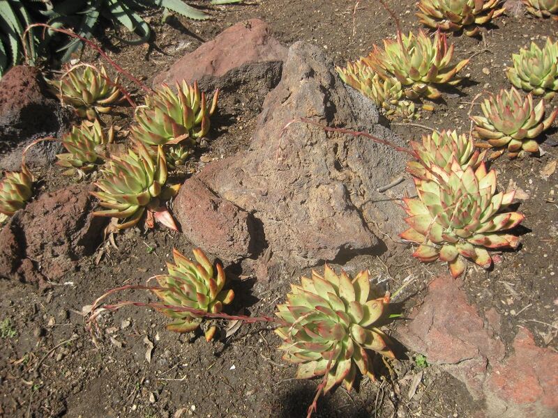 File:1280px-IMG 2175 hunt0903.jpg