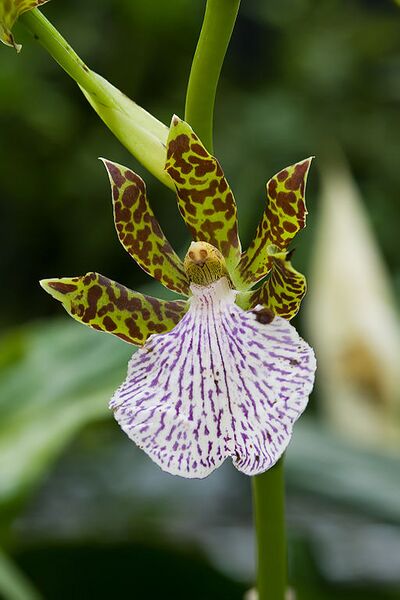 File:512px-Zygopetalum crinitum RTBG.jpg