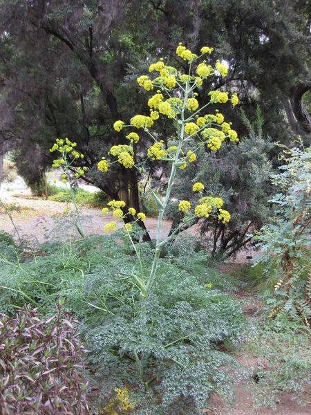 File:576px-IMG 4942 hunt0904.jpg