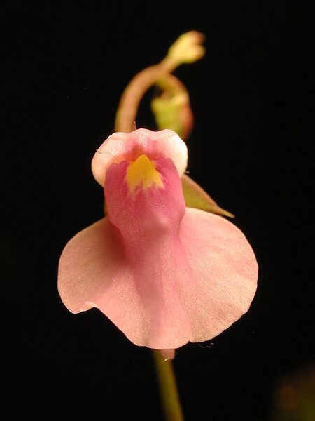 File:576px-Utricularia calycifida - front.jpg