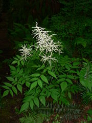 Aruncus dioicus var. acuminatus