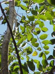 Gumbo-limbo (Bursera simaruba)