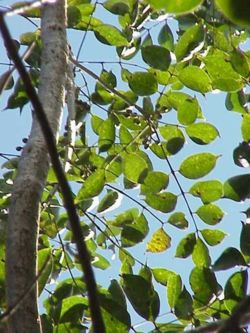Gumbo-limbo (Bursera simaruba)